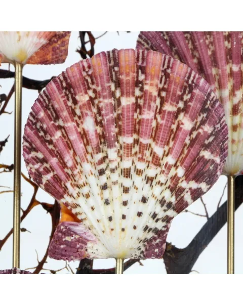 Pecten e Gorgonia sotto Teca di Vetro