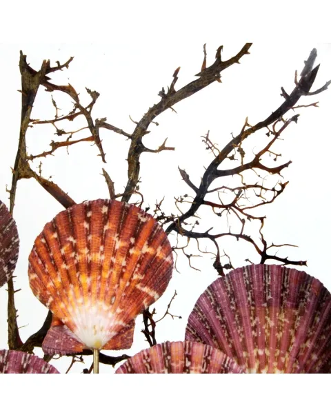 Pecten e Gorgonia sotto Teca di Vetro