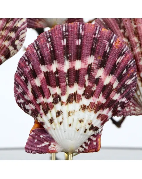 Pecten e Gorgonia sotto Campana di Vetro
