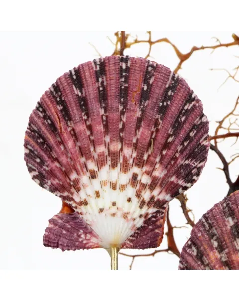 Pecten e Gorgonia sotto Campana di Vetro