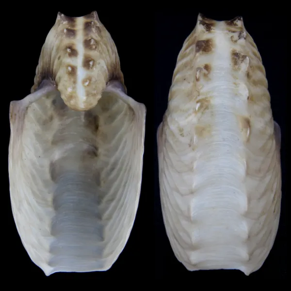 Argonauta Hians