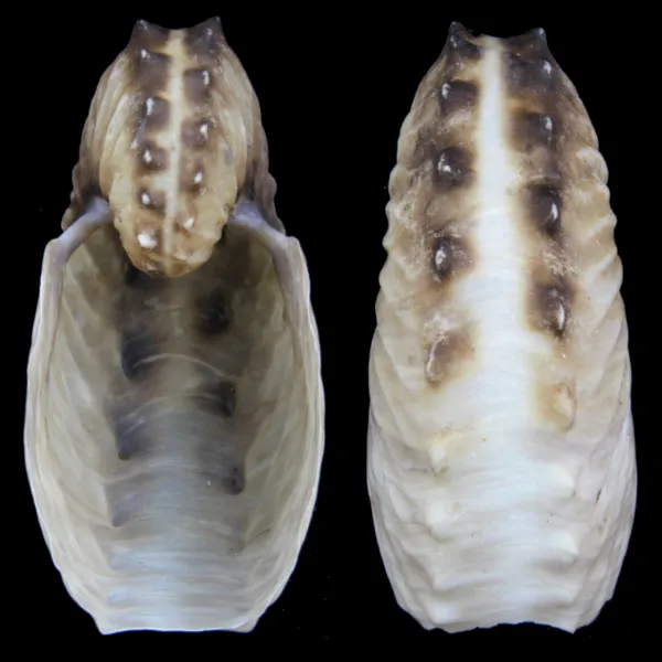 Argonauta Hians