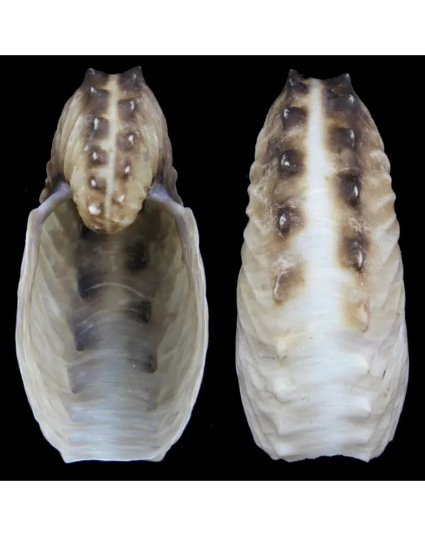 Argonauta Hians