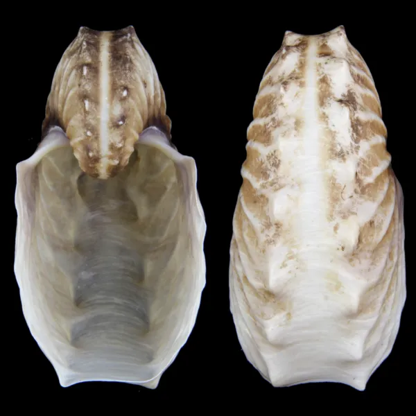 Argonauta Hians