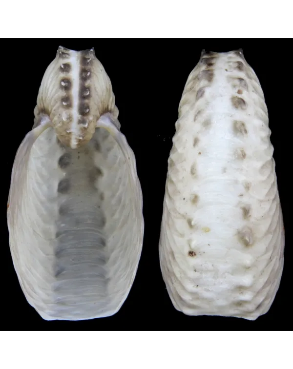 Argonauta Hians