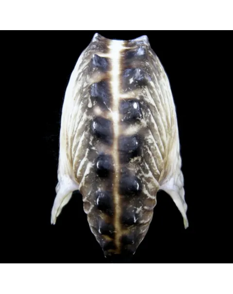 Argonauta Hians