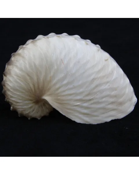 Argonauta Hians