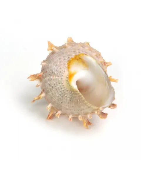 Bolma Rugosa