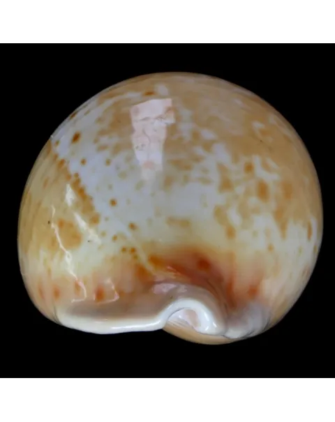 Cypraea Armeniaca