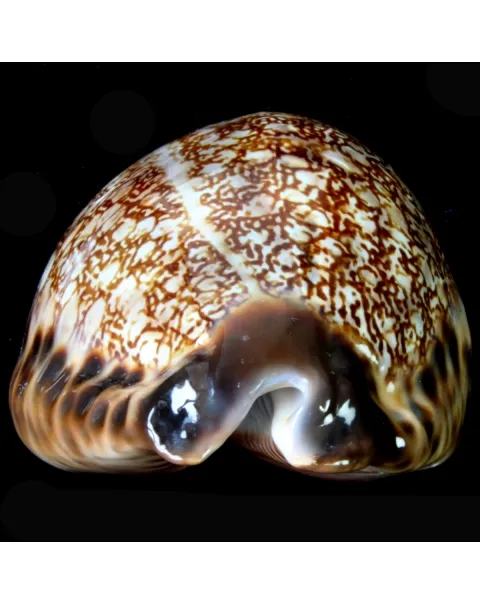 Mauritia Arabica Immanis