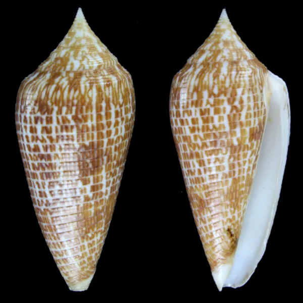 Conus Armadillo