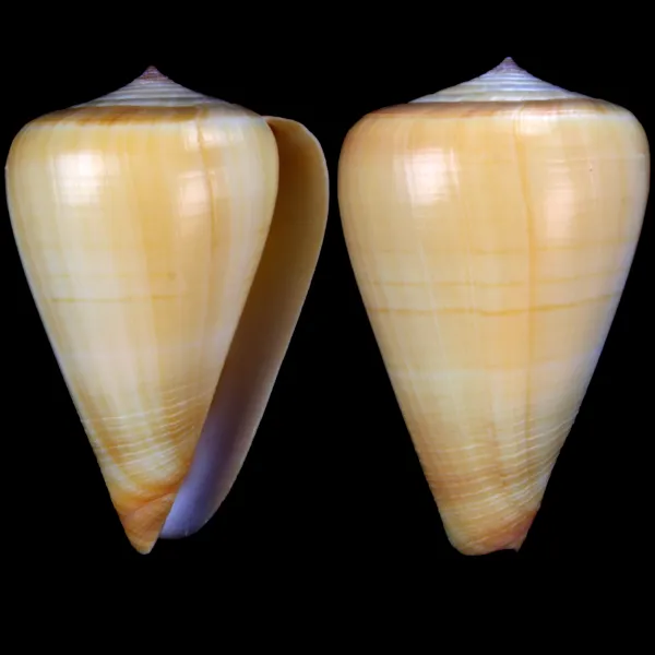 Conus betulinus