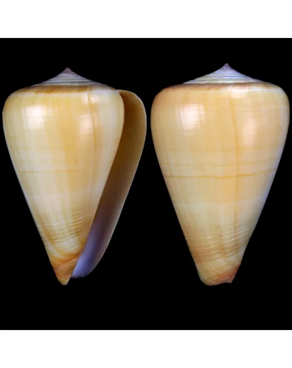 Conus betulinus