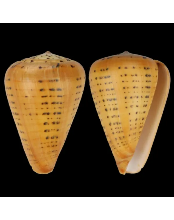 Conus Betulinus