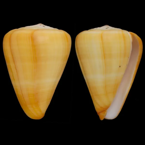 Conus Betulinus