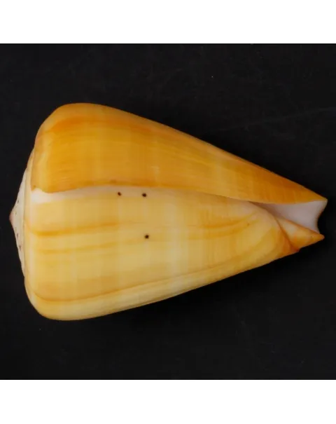 Conus Betulinus