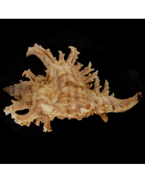 Chicoreus Brevifrons