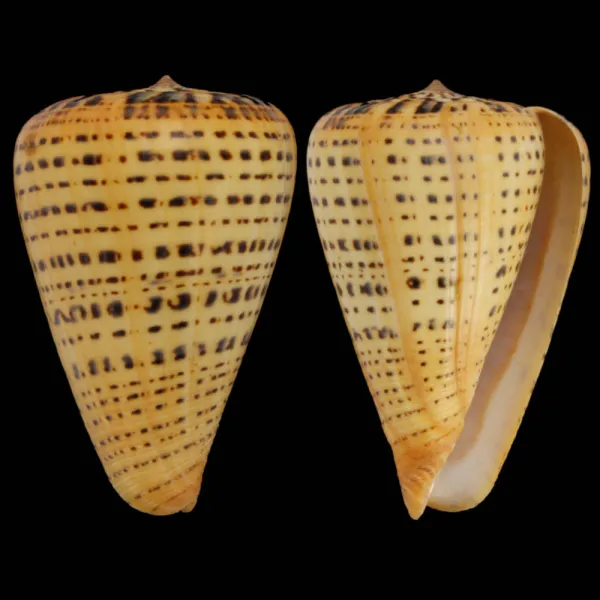 Conus Betulinus