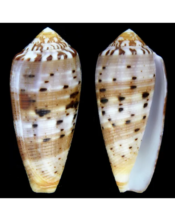 Conus Circumcisus