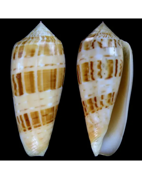 Conus Dusaveli