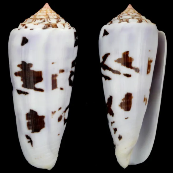 Conus Gubernator