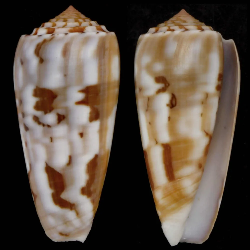 Conus Gubernator