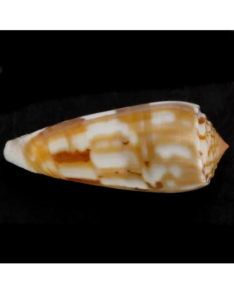 Conus Gubernator