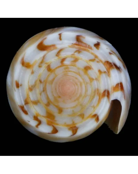 Conus Gubernator