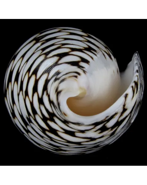 Conus Marmoreus