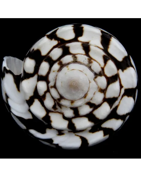 Conus Marmoreus