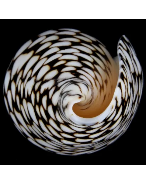 Conus Marmoreus