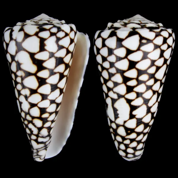 Conus Marmoreus