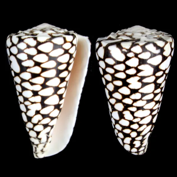 Conus Marmoreus