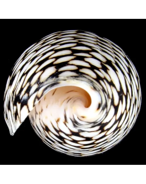 Conus Marmoreus