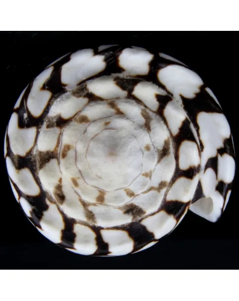 Conus Marmoreus