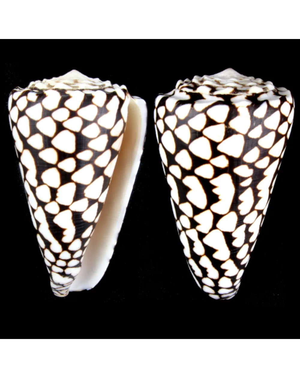 Conus Marmoreus