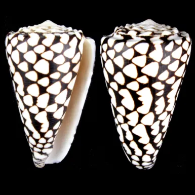 Conus Marmoreus