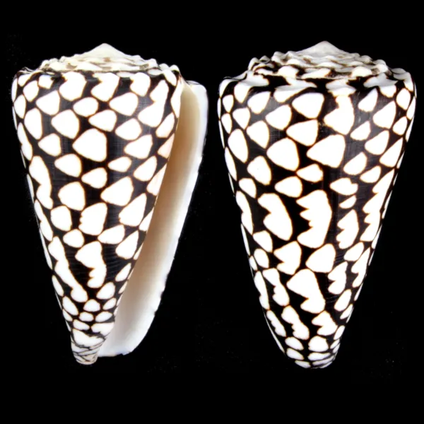 Conus Marmoreus