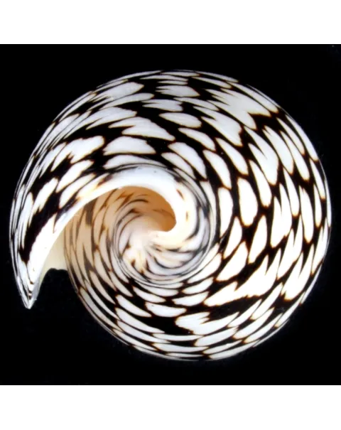 Conus Marmoreus