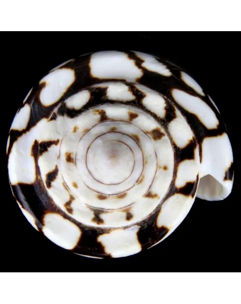 Conus Marmoreus