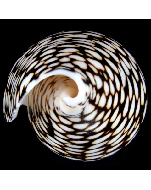 Conus Marmoreus