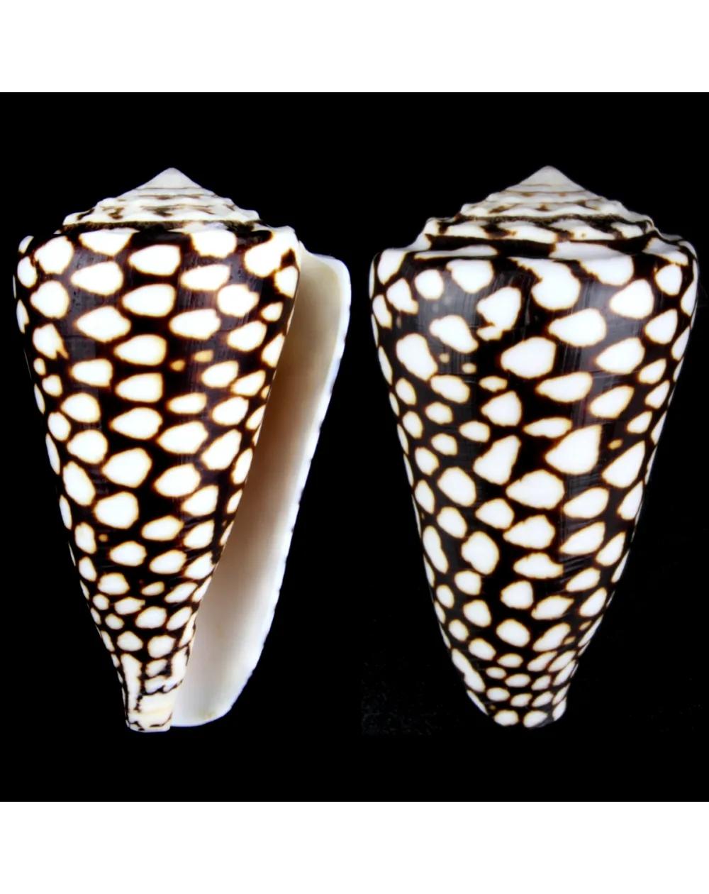 Conus Marmoreus