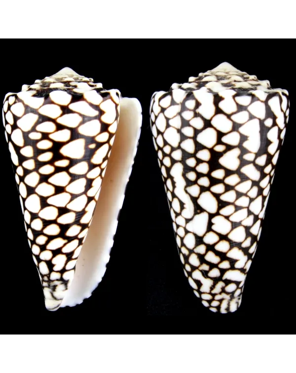 Conus Marmoreus