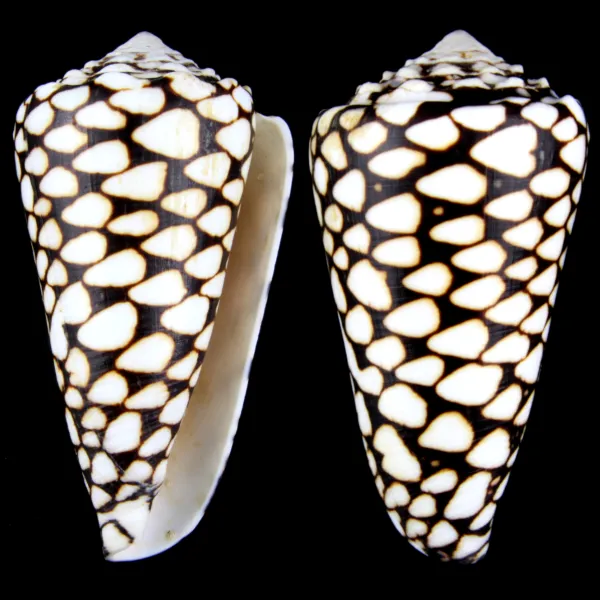 Conus Marmoreus