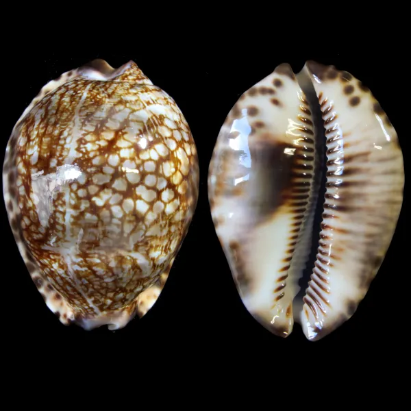 Cypraea Maculifera  