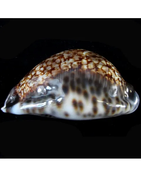 Cypraea Maculifera  