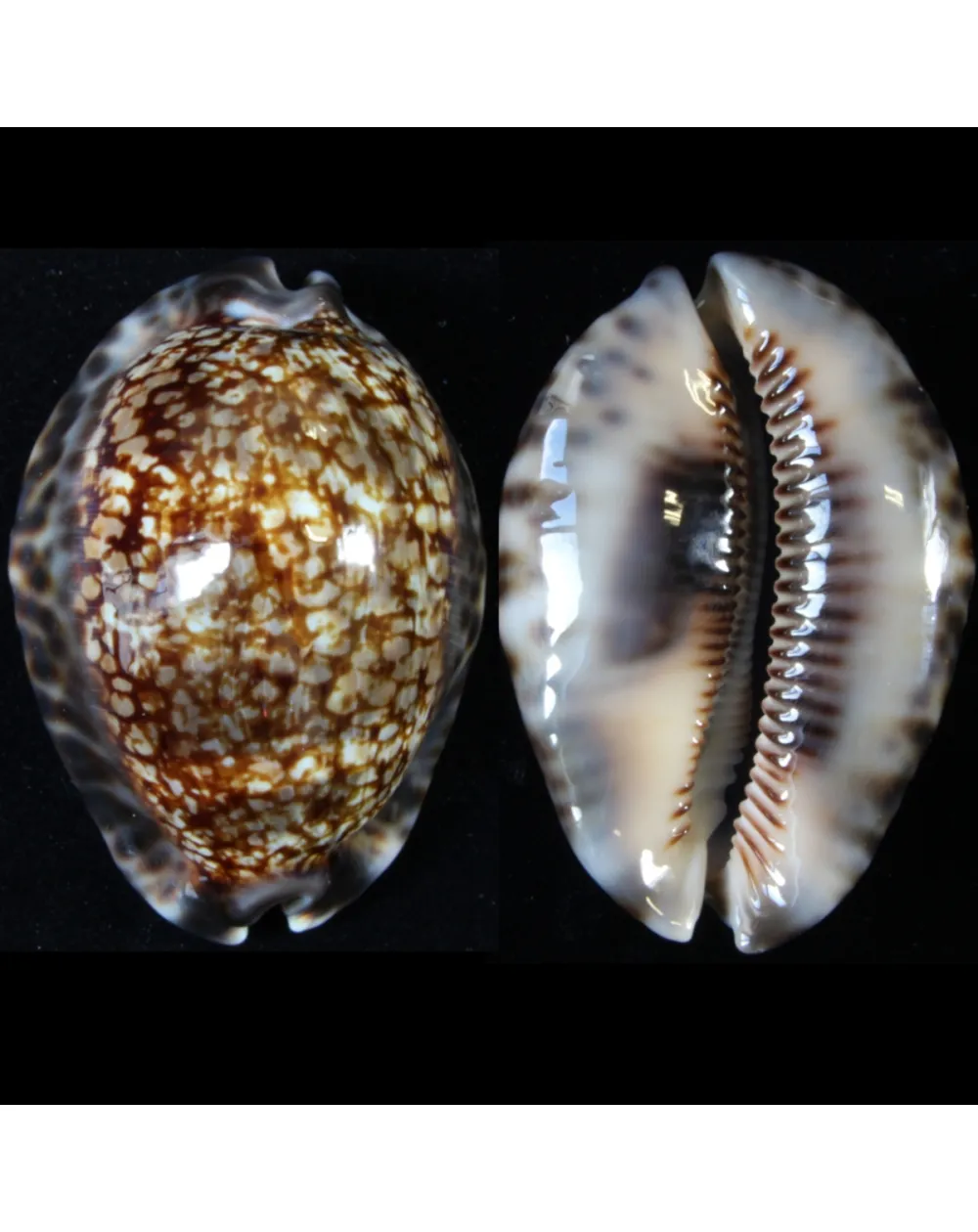 Cypraea Maculifera  
