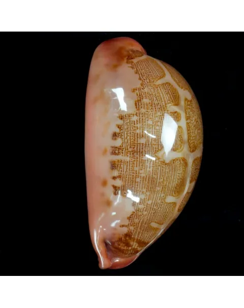 Leporicypraea Mappa Rosea