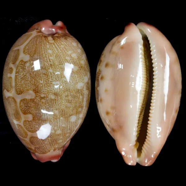 Leporicypraea Mappa Rosea