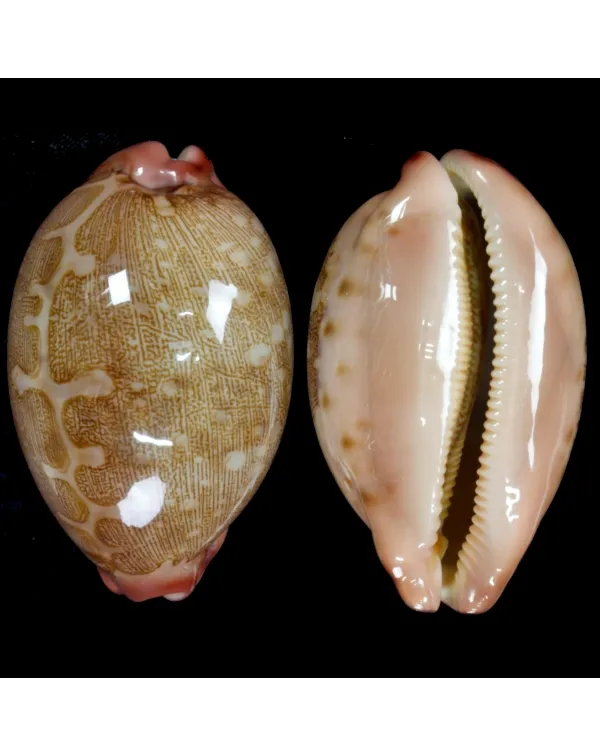 Leporicypraea Mappa Rosea